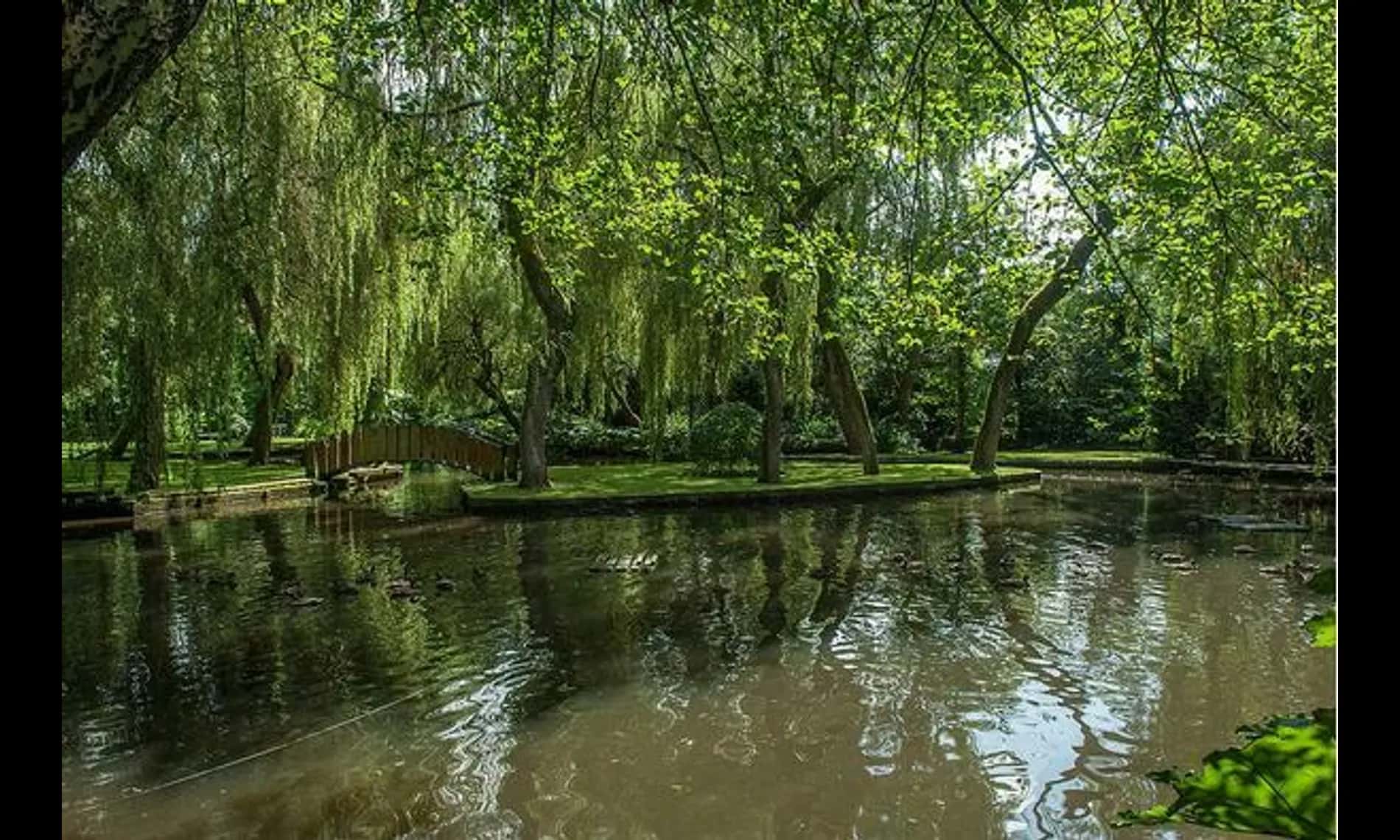 The lake at Netley Mill House, wide and still under overhanging willows