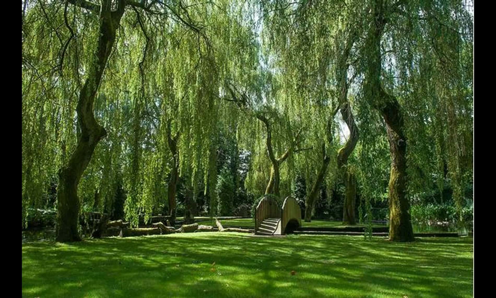 Open lawn held in by weeping willows, a small arched footbridge beyond