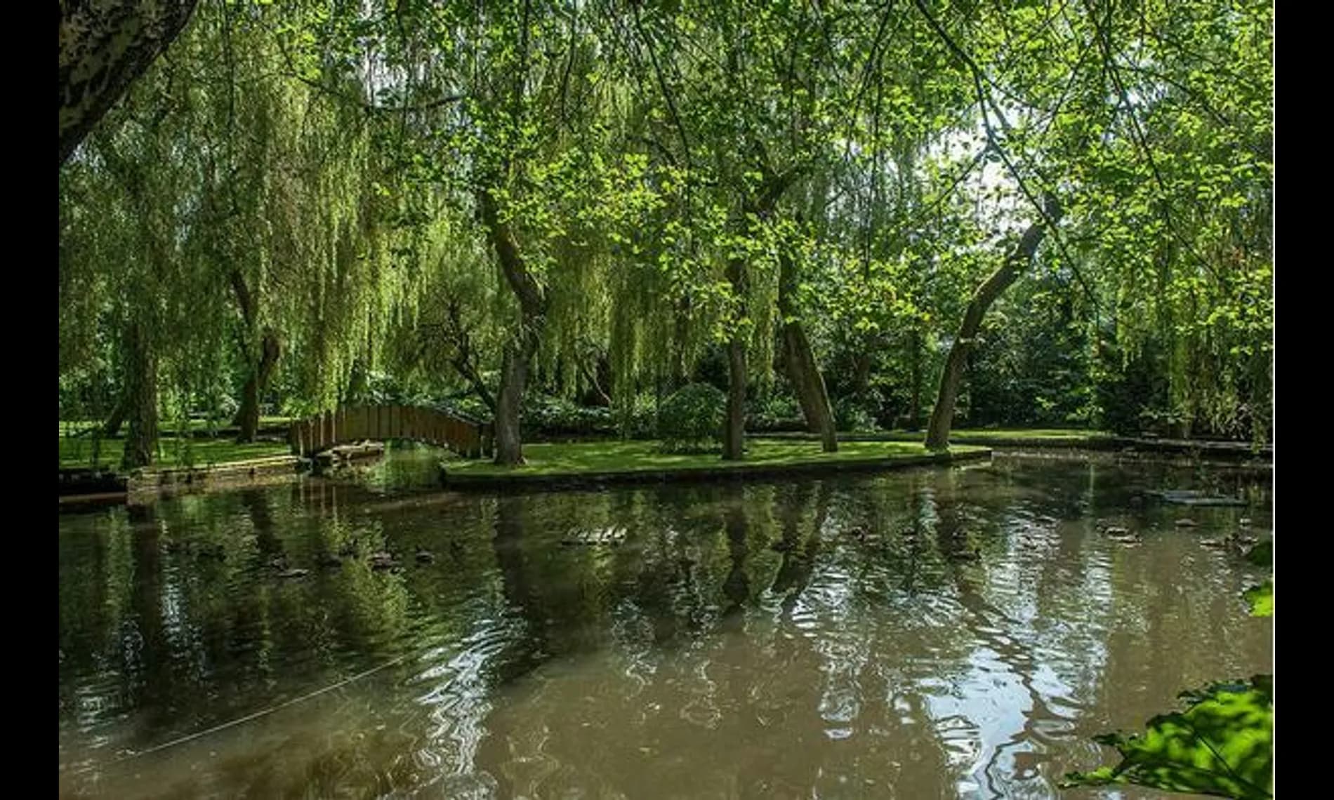 The lake at Netley Mill House, willows leaning over still water