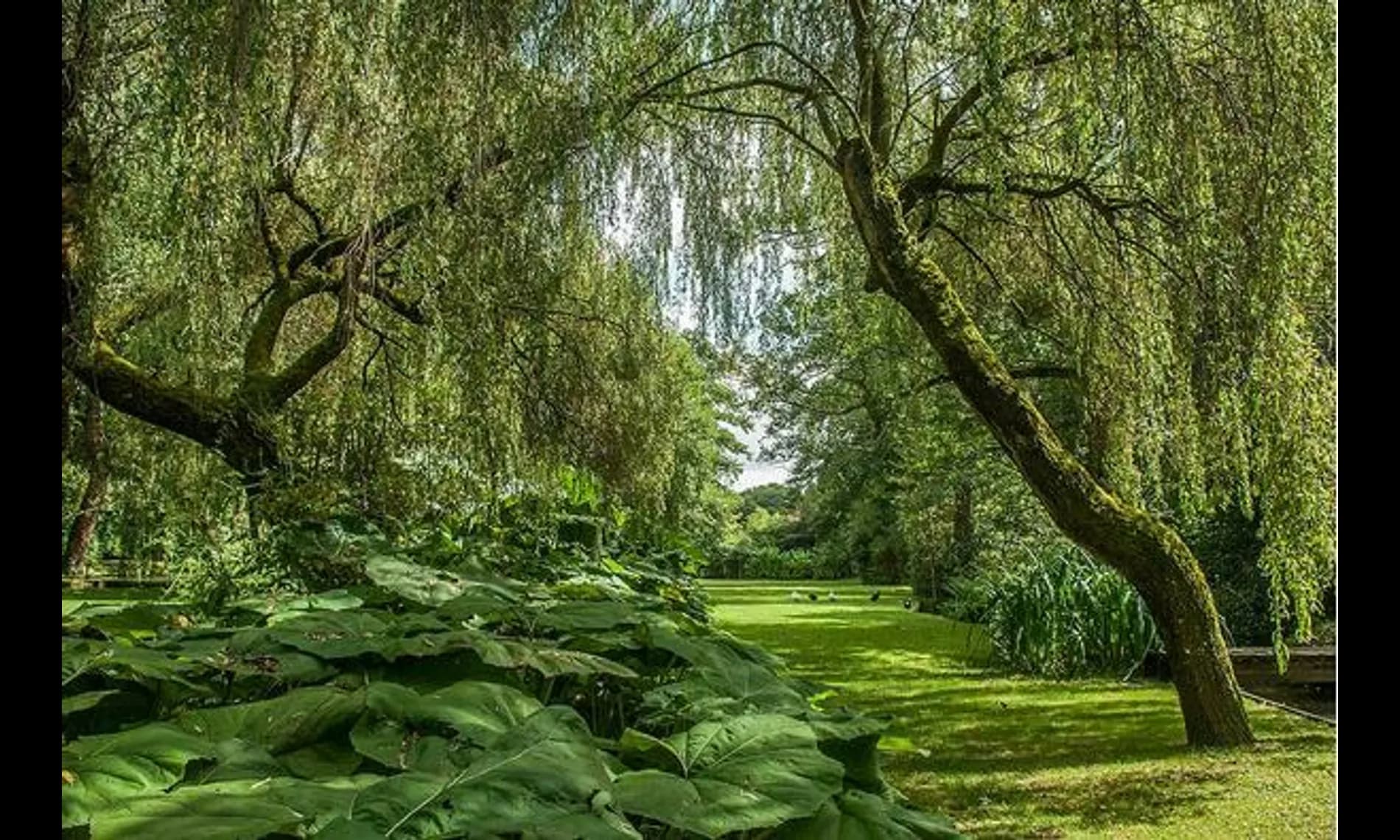 Willows and giant leaves crowding the water's edge at Netley Mill House